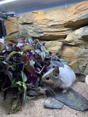 Süße Degu Jungtiere in verschiedenen Farben zur Abgabe Bild 3