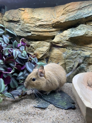 Süße Degu Jungtiere in verschiedenen Farben zur Abgabe