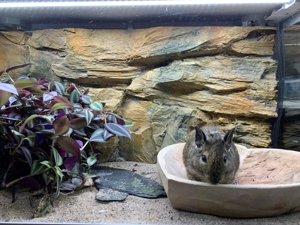 Süße Degu Jungtiere in verschiedenen Farben zur Abgabe Bild 2