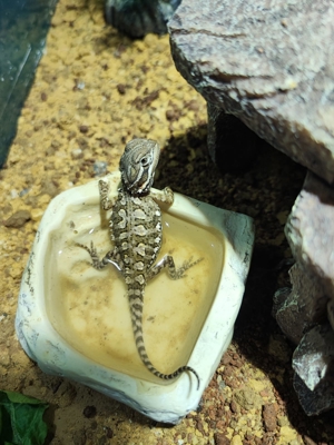 Zwerg - Bartagamen - Pogona henrylawsoni Nachzuchten Bild 4