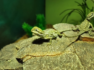 Zwerg - Bartagamen - Pogona henrylawsoni Nachzuchten Bild 3