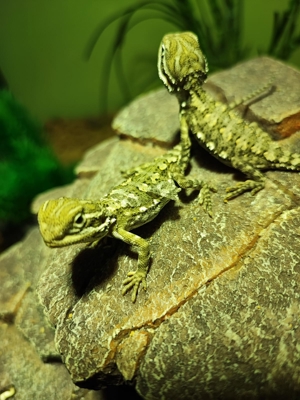 Zwerg - Bartagamen - Pogona henrylawsoni Nachzuchten