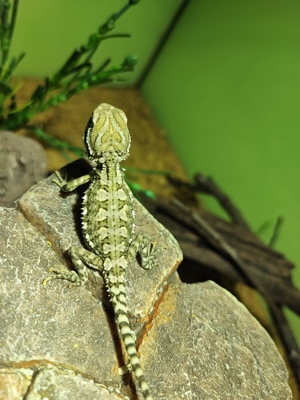 Zwerg - Bartagamen - Pogona henrylawsoni Nachzuchten Bild 2