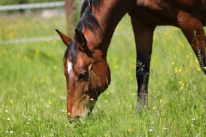 Pflegepferd mit Option zu Reiten für Erwachsene, Kinder und Jugendliche, Reitbeteiligung  Bild 5