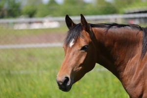 Pflegepferd mit Option zu Reiten für Anfänger, Kinder und Jugendliche Reitbeteiligung 