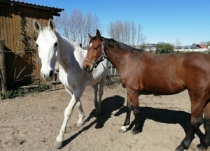 Pflegepferd mit Option zu Reiten für Erwachsene, Kinder und Jugendliche, Reitbeteiligung  Bild 3