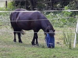 Pflegepferd mit Option zu Reiten für Erwachsene, Kinder und Jugendliche, Reitbeteiligung  Bild 2