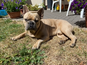 Deckrüde Französische Bulldogge ( nicht zum Verkaufen) Bild 6