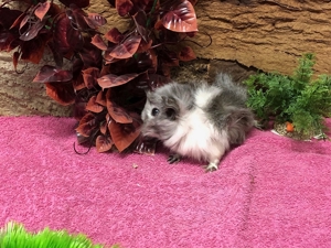 Süße Meerschweinchen aus eigener Nachzucht suchen ein Zuhause Bild 4