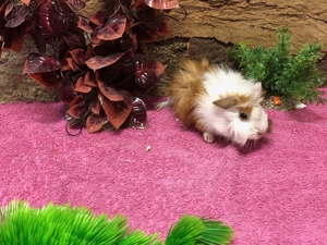 Süße Meerschweinchen aus eigener Nachzucht suchen ein Zuhause Bild 2