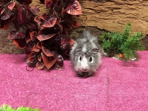 Süße Meerschweinchen aus eigener Nachzucht suchen ein Zuhause Bild 3