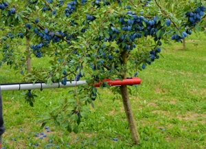 Baumschüttler PESTKA Bild 3