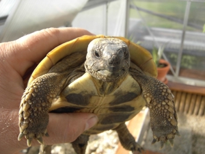 3 jährige Griechische und Maurische Landschildkröten mit Cites Papieren abzugeben