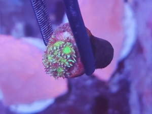 Goniopra Galaxy LPS Koralle Bild 3