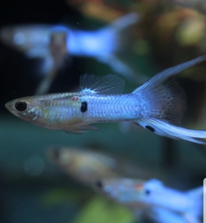 Top gepflegte blaue Japanische Guppys