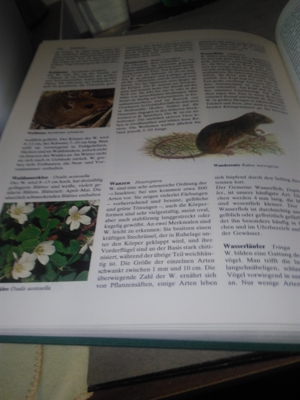 Prof. Dr. Edwin Möhn   Der große Natur- und Landschaftsführer   U Bild 11