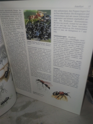 Prof. Dr. Edwin Möhn   Der große Natur- und Landschaftsführer   U Bild 4