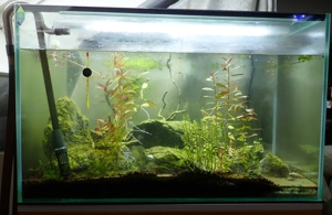 Aquarium 192 Liter Neuwertig inkl. Einrichtung, Eheim Außenfilter inkl. Heizer und Lampe ohne Fische Bild 1