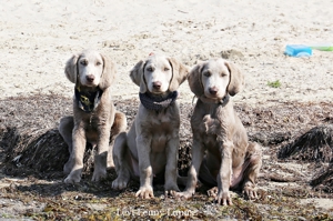6 Monate Langhaar Weimaraner Junghunde dürfen ausziehen mit Papieren Vom Usedomer Bernsteinblick Bild 1