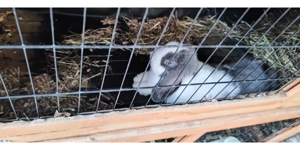 Stall für Kaninchen zu verkaufen plus zwei Holz Häuschen! Bild 3