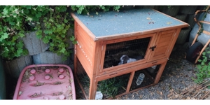 Stall für Kaninchen zu verkaufen plus zwei Holz Häuschen! Bild 1