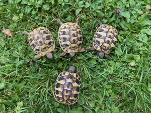 Landschildkrötenbabys THB von 2023, Griechische Landschildkröten Bild 9