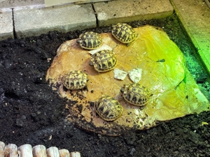 Landschildkrötenbabys THB von 2023, Griechische Landschildkröten Bild 2