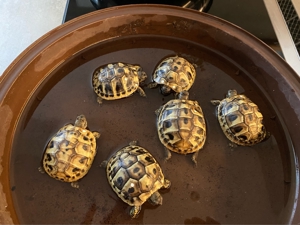 Landschildkrötenbabys THB von 2023, Griechische Landschildkröten Bild 4