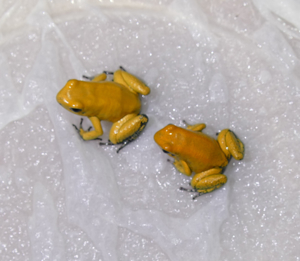 Phyllobates terribilis (gelb orange)