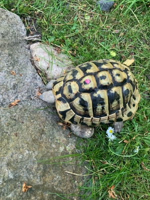 Landschildkröten W M