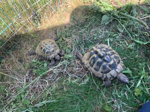 Landschildkröten