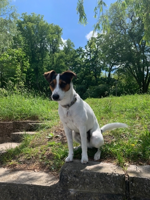 Deckrüde Parson Jack Russell Terrier