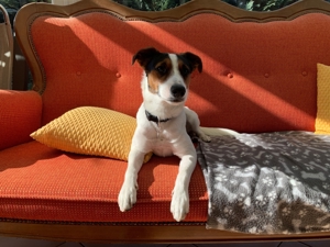 Deckrüde Parson Jack Russell Terrier Bild 3