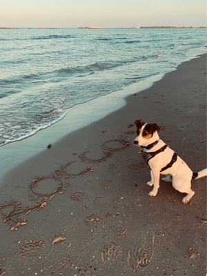 Deckrüde Parson Jack Russell Terrier Bild 5