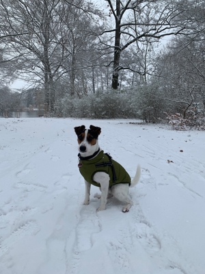 Deckrüde Parson Jack Russell Terrier Bild 4