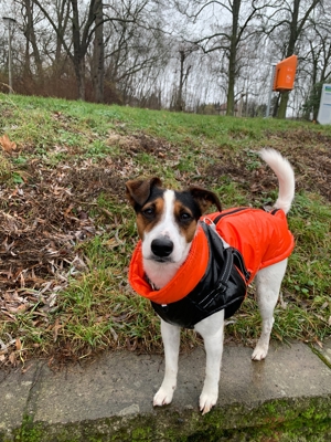 Deckrüde Parson Jack Russell Terrier Bild 8