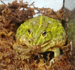 Ochsenfrosch - Afrikan. Bullfrog - gesprenkelter Grabfrosch- Pyxicephalus adspersus