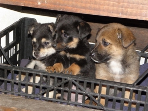 Deutschlandweit Pflegestellen für Hunde gesucht Bild 7
