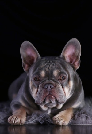 Französische Bulldogge Deckrüde Bild 4