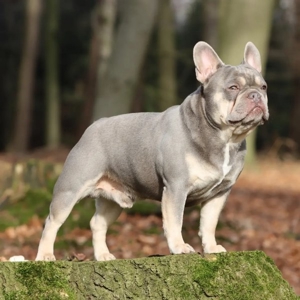 Französische Bulldogge Deckrüde Bild 2