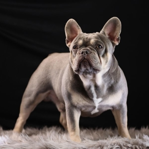 Französische Bulldogge Deckrüde Bild 5