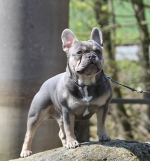 Französische Bulldogge Deckrüde Bild 9