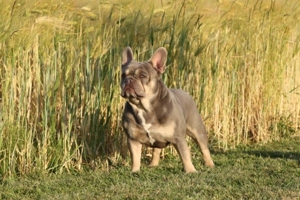 Französische Bulldogge Deckrüde Bild 7