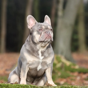 Französische Bulldogge Deckrüde Bild 3