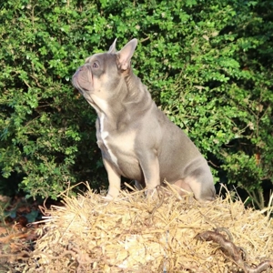 Französische Bulldogge Deckrüde Bild 8