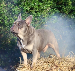 Französische Bulldogge Deckrüde Bild 6