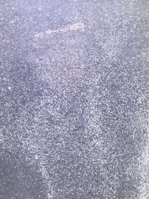Pantoffeltierchen (Paramecium) Fertiger Zuchtansatz 500 ml. Bild 8