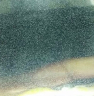 Pantoffeltierchen (Paramecium) Fertiger Zuchtansatz 500 ml. Bild 2