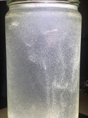 Pantoffeltierchen (Paramecium) Fertiger Zuchtansatz 500 ml. Bild 5