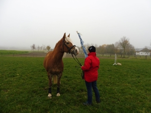 Spaß, feine Hilfen und langjährige Partnerschaft mit dem Pferd - auch für Anfänger geeignet Bild 17
